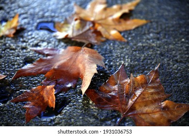 Selective focus on set of dry leaves, turned upside down and wet from rain, on textured stone surface with small cavities with water - Powered by Shutterstock