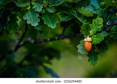 Selective focus on a Single Acorn hanging from a tree in autumn naturist background showing greenery and branches copy space  to this side dark and moody 