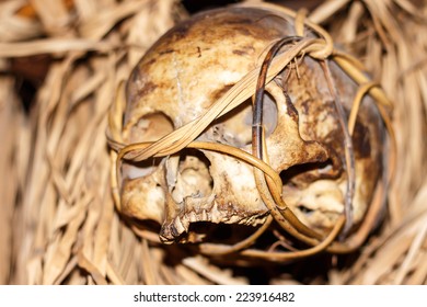 selective focus on skull from the borneo headhunter era in Sarawak, Malaysia.