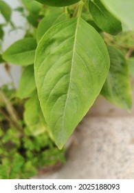 Selective Focus On Subject , Background Blur On Basil Plant Home Grow View