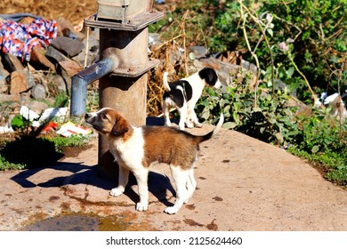 Selective Focus, Selective Focus On Subject, Blur Background. Indian Street Dog Puppies Drinking Water In Hand Pump. Small Dog Drinking Water In Rural Area Of Gujarat Indian.pariah Native Desi Dog