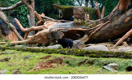 Selective Focus On Sun Bear In Cage Set Up Like Wild Nature