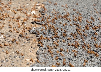 Selective focus on a swarm of brown locust. Half of them on an asphalt road surface and the other half on the gravel next to the road. Locust is a plague in the Northern Cape Province, South Africa 
