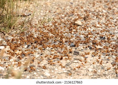 Selective focus on a swarm of Locust. Locust is a plague in the summer months in the Northern Cape province of South Africa.
