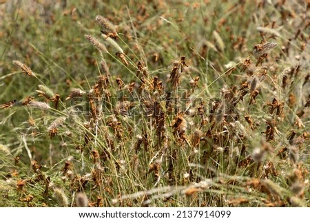 Selective focus on tall grasses being eaten by a swarm of brown locust in the Northern Cape Province of South Africa. 