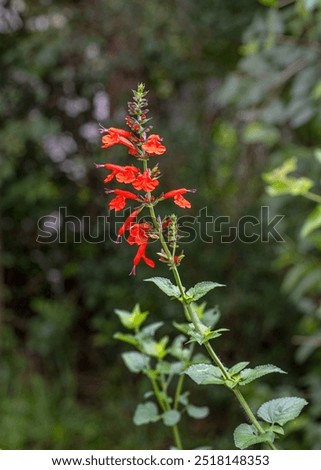 Selective focus on a tall stem of red salvia flowers, Salvia coccinea, on a dark background of blurred foliage.