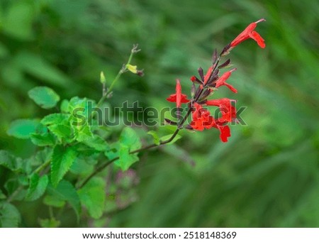 Selective focus on a tall stem of bright red salvia flowers, Salvia coccinea, on a green background of blurred foliage.