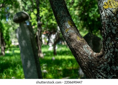 Selective Focus On Tree Trunk With Moss And The Old Ottoman Cemetery With Leaned Grave Stone In The Background. Noise Effect And Grainy Texture. 