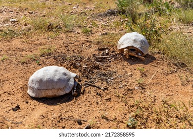 Selective Focus On A Two Dead Tortoise In A Desert Area.  The Tortoise In Background On The Right Is In Focus.  The Shells Is White Due To Exposure To The Elements. 