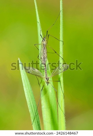 Selective focus on two Spotted craneflies mating, Nephrotoma Appendiculata
