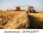 Selective focus on wheat at farmland with combine harvester and tractor in blurry background.