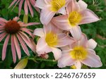 Selective focus on which colors of pink large-flowered daylily katherine woodberry. High quality photo