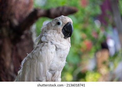 693 White tailed black cockatoo Images, Stock Photos & Vectors ...