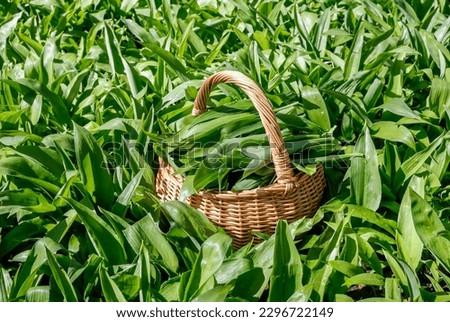 Similar – Image, Stock Photo Wild garlic grows and blooms