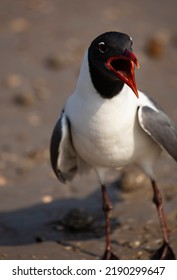 Selective Focus On Wide Open Beak Of Loud Mouth, Squawking Laughing Gull On Mustang Island In Humorous, Anthropomorhic Caricature