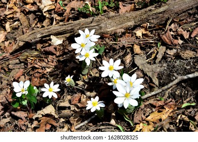 Selective focus on the wild Bloodroot (Sanguinaria canadensis) petals in springtime on the forest floor in Wisconsin. 
