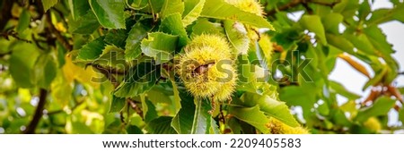 Selective focus. Open Chestnut nuts on tree in garden. Fresh chestnuts with open husk and autumn leaves in tree, closeup. Edible chestnut fruits. Banner.