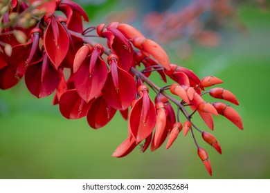 Selective Focus Of Orange Red Flower In The Garden, Erythrina Crista-galli Known As The Cockspur Coral Tree Is A Flowering Tree In The Family Fabaceae, Nature Floral Background.