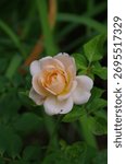 A selective focus of an orange Rosa Buff Beauty