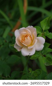 A selective focus of an orange Rosa Buff Beauty