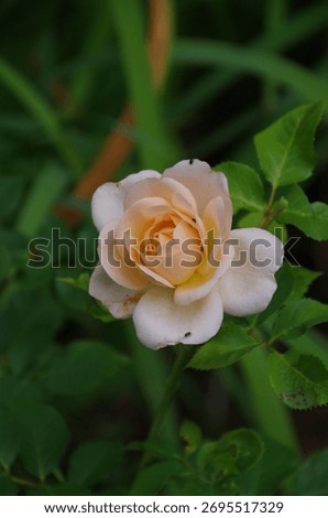 A selective focus of an orange Rosa Buff Beauty