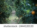 selective focus oranges in an orange grove that is dense with green orange trees with many In a farmer