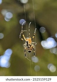 Selective focus of an orbweaver spider on the spider's web with blurry bokeh background 