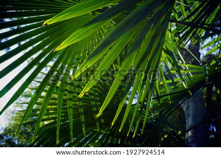  Selective focus. Palm tree leaf and shadows, sunny day.                             