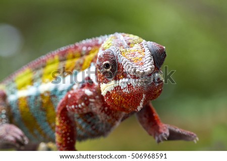 Selective focus of Panther Chameleon