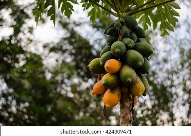 Papaya Tree Hd Stock Images Shutterstock