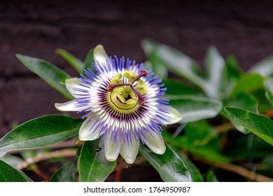 Selective focus of Passiflora caerulea blooming in the garden, The blue passionflower or bluecrown passionflower is a species of flowering plant native to South America, Nature floral background.