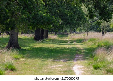 Selective focus pathway with the trees along both side and green grass meadow, Low angel of oak trees in the summer with walkway in countryside of Netherlands, Nature background.
