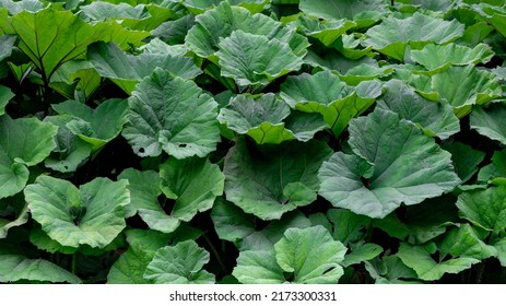 Selective focus of Petasites hybridus leaves growing along the pond, Commonly Butterbur is a herbaceous perennial flowering plant in the daisy family Asteraceae, Nature greenery pattern background.