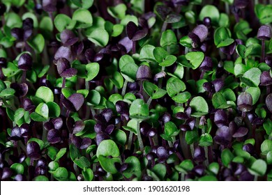 Selective Focus Photo Of Basil Microgreens. City Farming Indoor Concept.