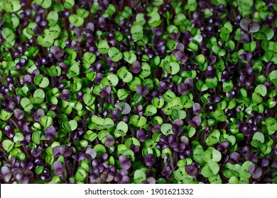 Selective Focus Photo Of Basil Microgreens. City Farming Indoor Concept.