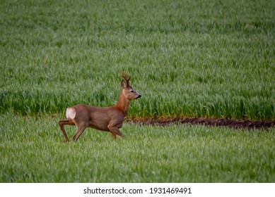 Selective Focus Photo. Roe Deer At Field.