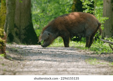 Selective focus photo of a sow of a Turopolje pig (Turopoljska svinja) standing in the path in the swamps near the village of Muzilovcica, Lonjsko Polje Nature Park, Croatia - Powered by Shutterstock