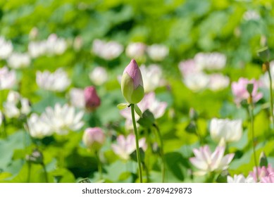 A selective focus photograph capturing a single, elegant pink lotus bud standing tall in the center. The bud is tightly closed with soft pink petals at the tip, transitioning into a vibrant green base, supported by a slender green stem. The background features a vast field of blooming white and pale pink lotus flowers under bright, natural sunlight. A soft-focus bokeh effect beautifully blurs the surrounding aquatic plants and lush green leaves, creating a peaceful and refreshing summer atmosphere. This image perfectly represents growth, potential, mindfulness, and the serene beauty of sacred flora.