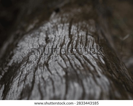 selective focus photograph emphasizing the deep ridges and weathered texture of an old log. The shallow depth of field creates a dramatic composition representing organic growth, natural erosion, rustic wood materials, and forest environments.