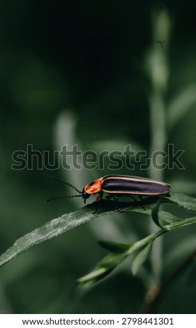 Selective focus photograph featuring a lightning bug resting on native vegetation in a Midwestern landscape.