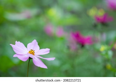 Selective focus photography Cosmos blur background