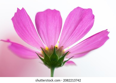 Selective focus photography Cosmos blur background