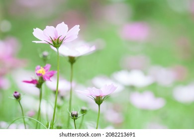Selective focus photography Cosmos light green blur background