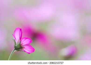 Selective focus photography pink Cosmos blur background