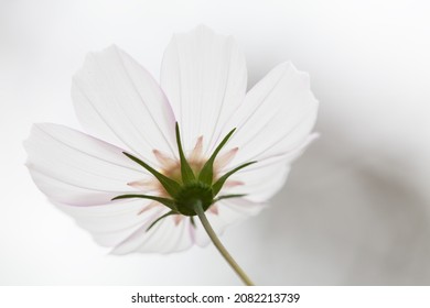 Selective focus photography white Cosmos blur background