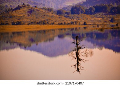 SELECTIVE FOCUS PICTURE OF THE BRANCED TREE HALF SUBMERGED IN THE LAKE