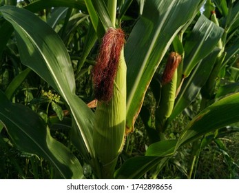 A selective focus picture of corn cob at organic corn field