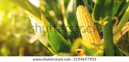 A selective focus picture of corn cob in organic corn field