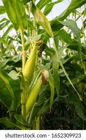 Selective Focus Picture Of Corns On The Cob In Corn Field,close Up Of Corn With Its Ear On The Plant.