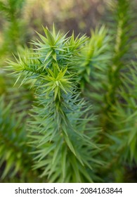 Selective Focus Of Paraná Pine, Brazilian Pine Or Candelabra Tree (Araucaria Angustifolia) With Blurred Background